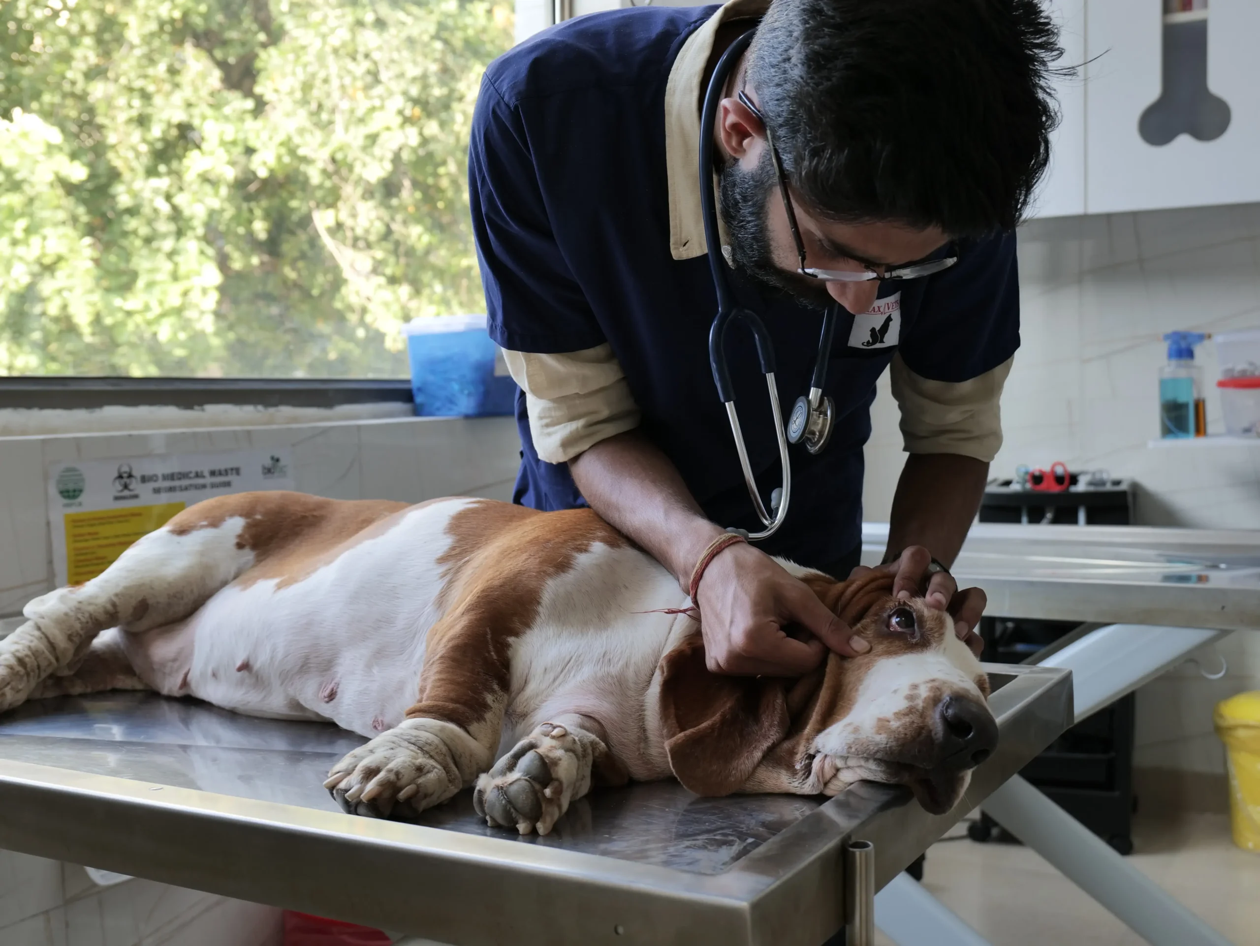 diagnostics for pets