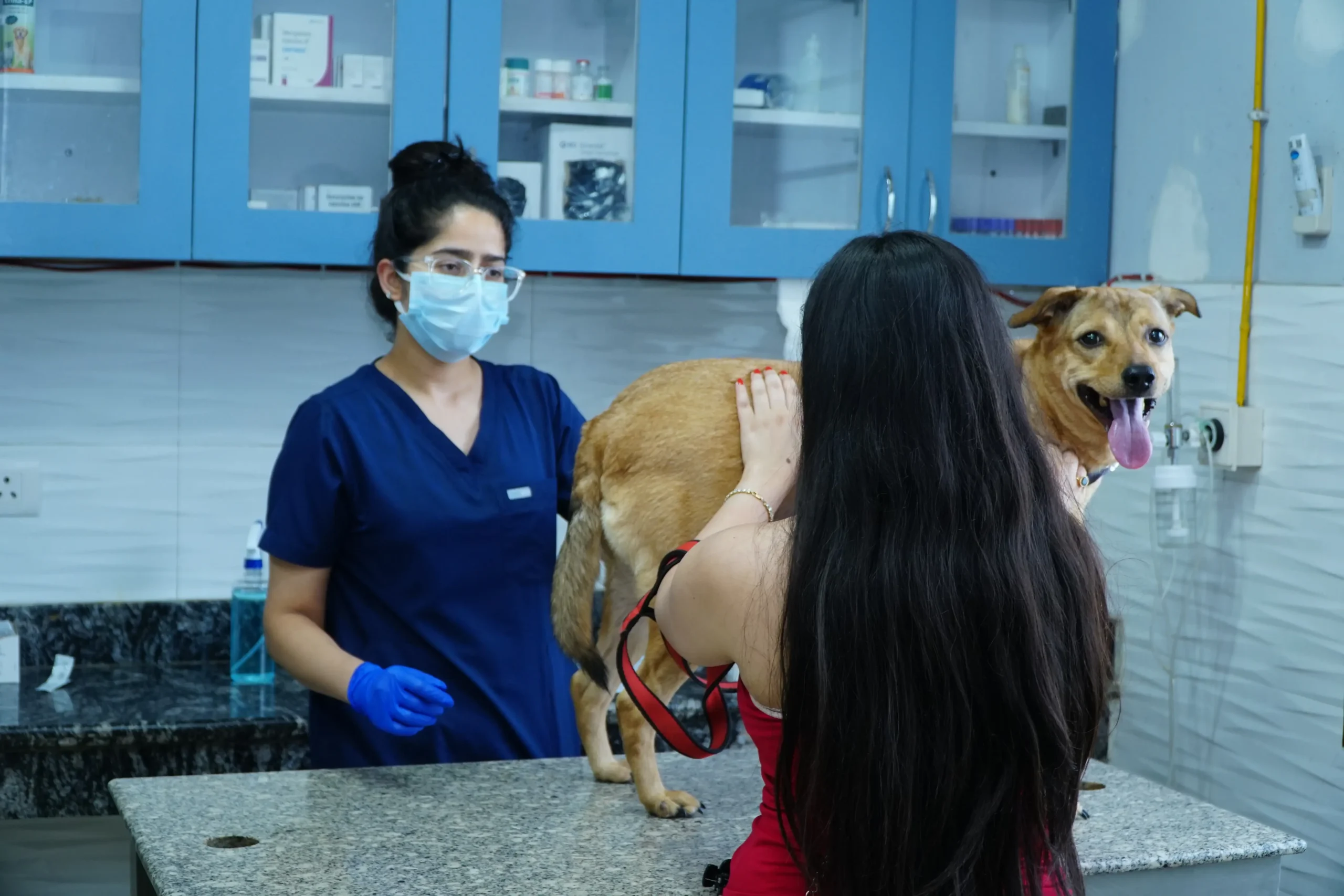 consultaion for pets