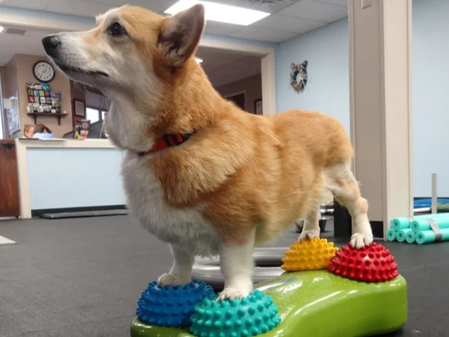 physio and rehab treatment