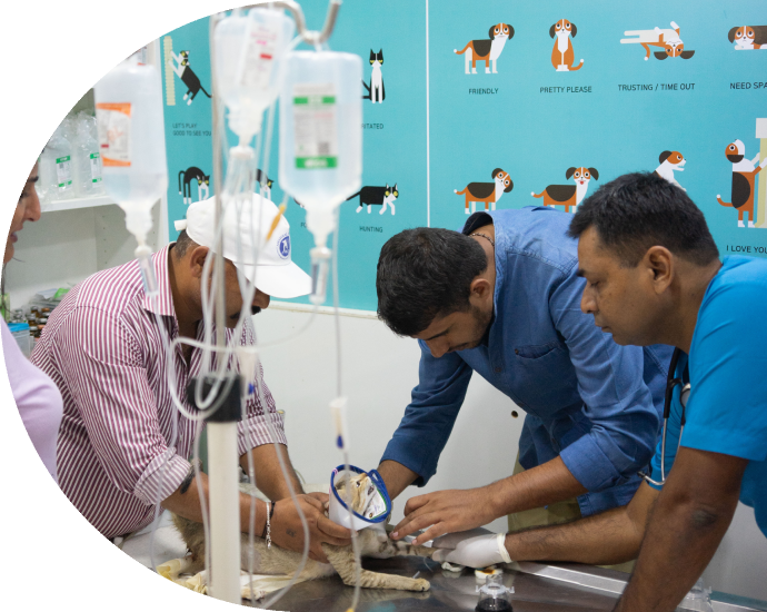 aniheal clinic image